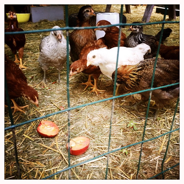 treats-for-baby-chicks